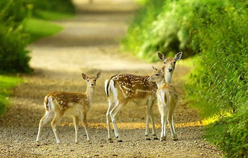 SUNDERBAN TOUR PACKAGE 1